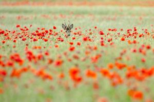 Poppy field