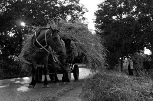 Csendes beletörődés