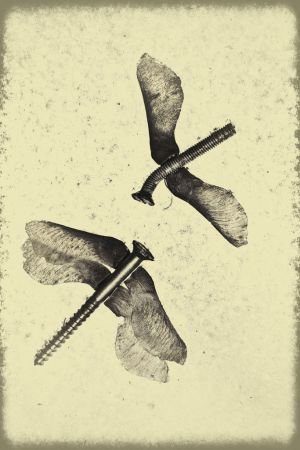 Táncoló szitakötők