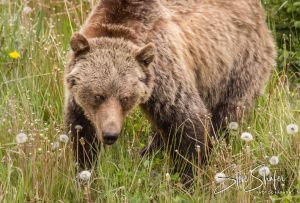 Grizzly Bear