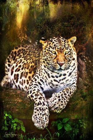 Leopard